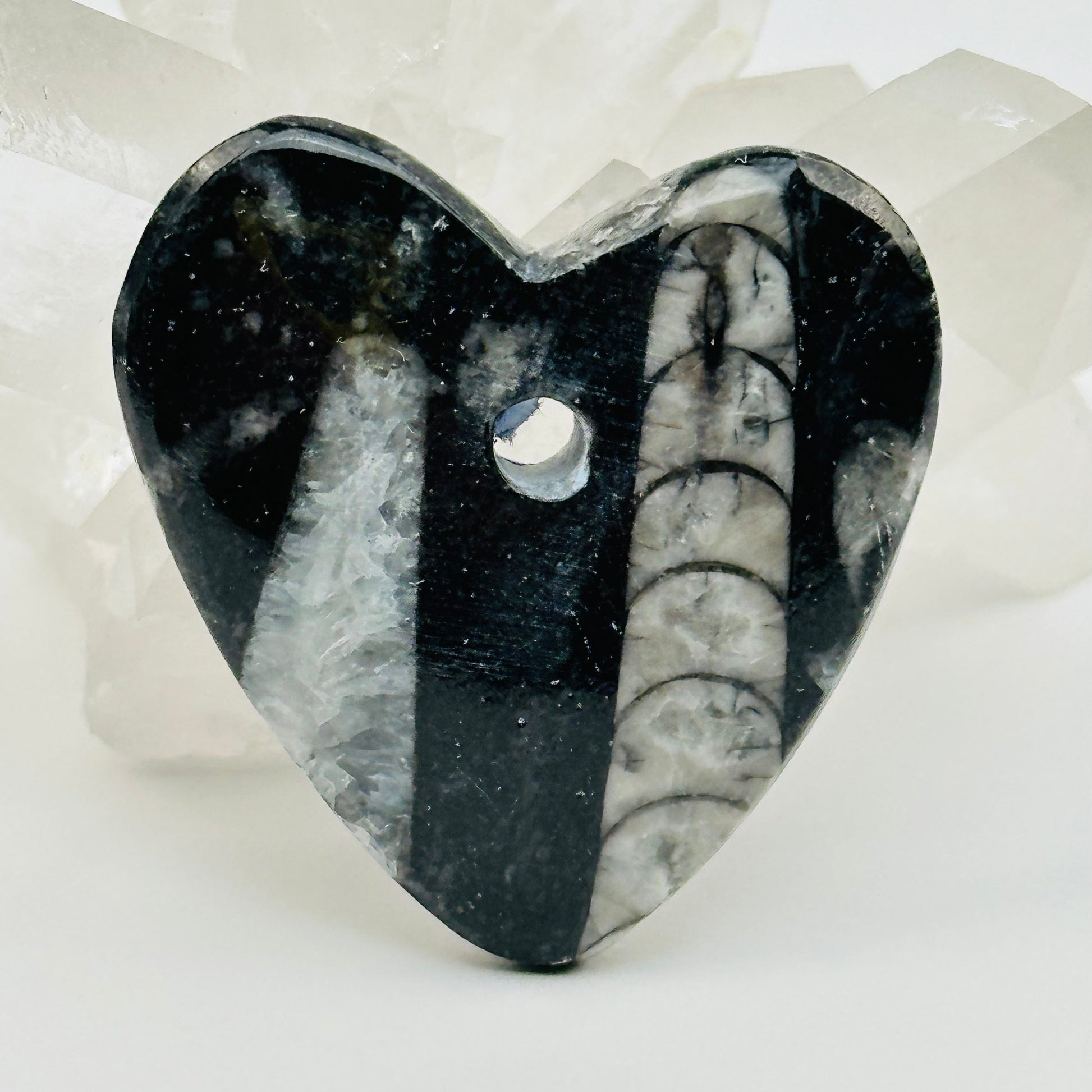 close up of the details on this Orthoceras heart