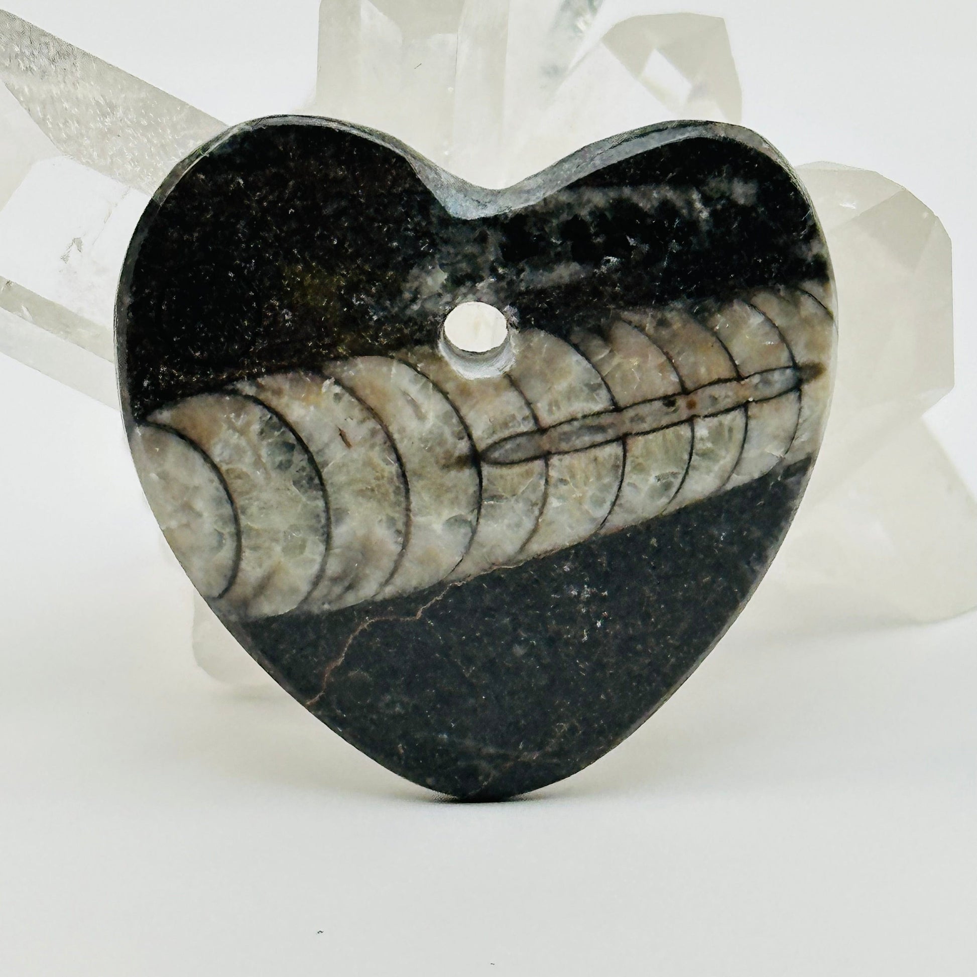 close up of the details on this Orthoceras heart