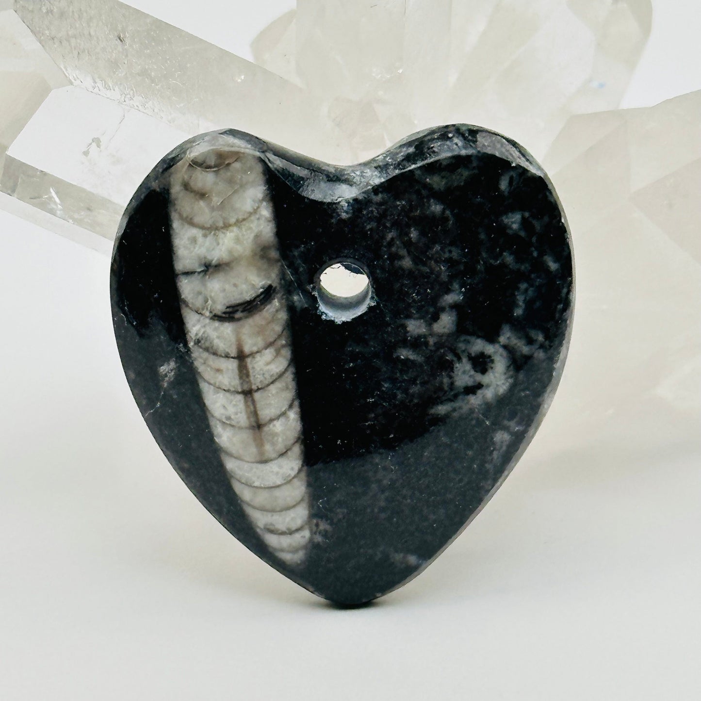close up of the details on this Orthoceras heart