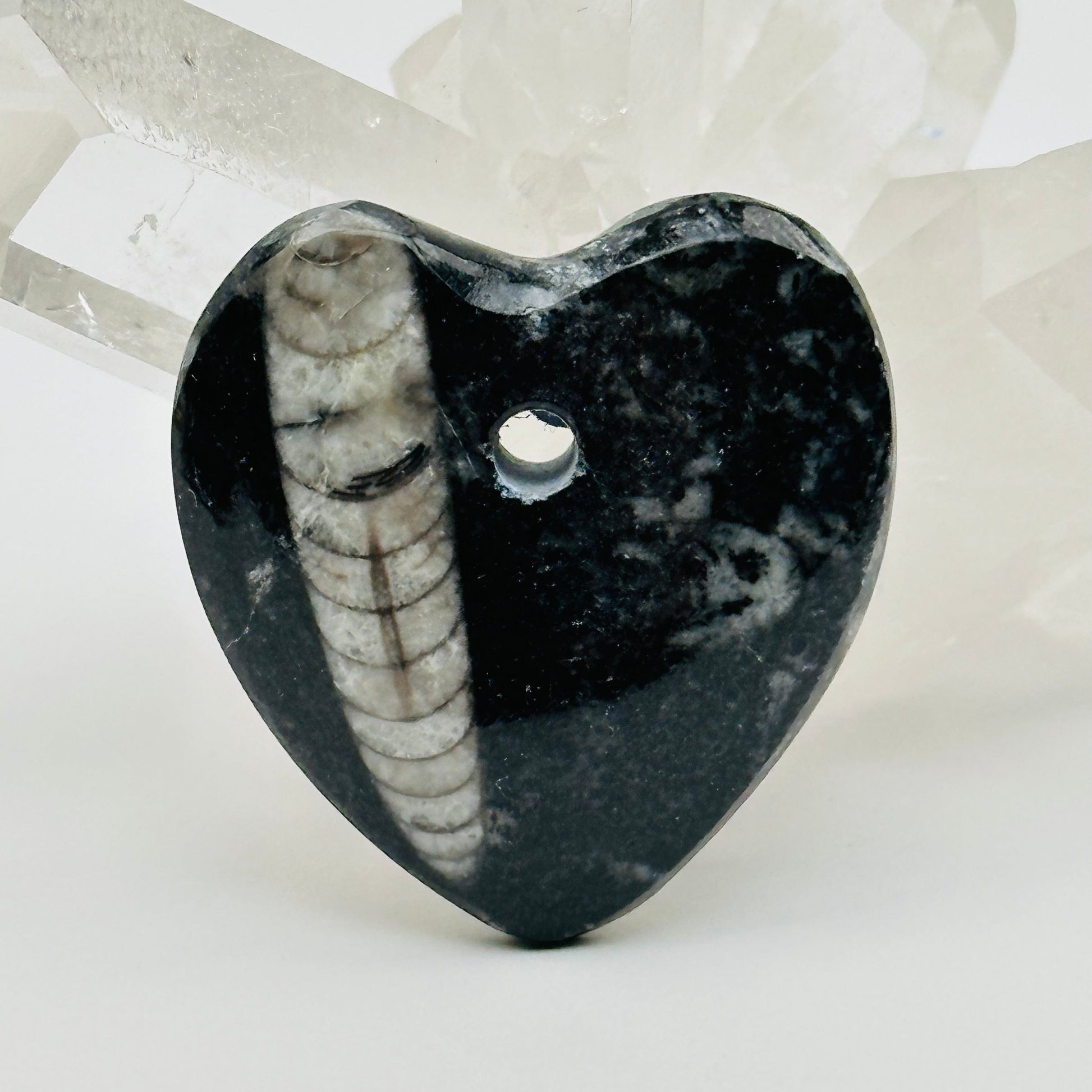 close up of the details on this Orthoceras heart