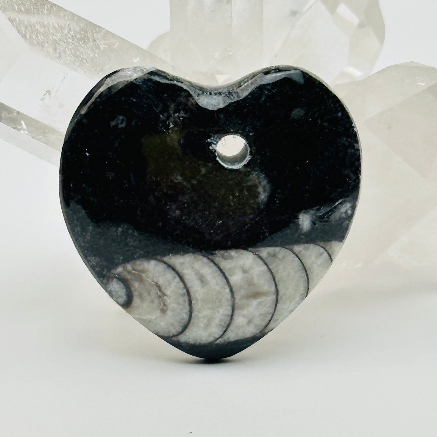 close up of the details on this Orthoceras heart