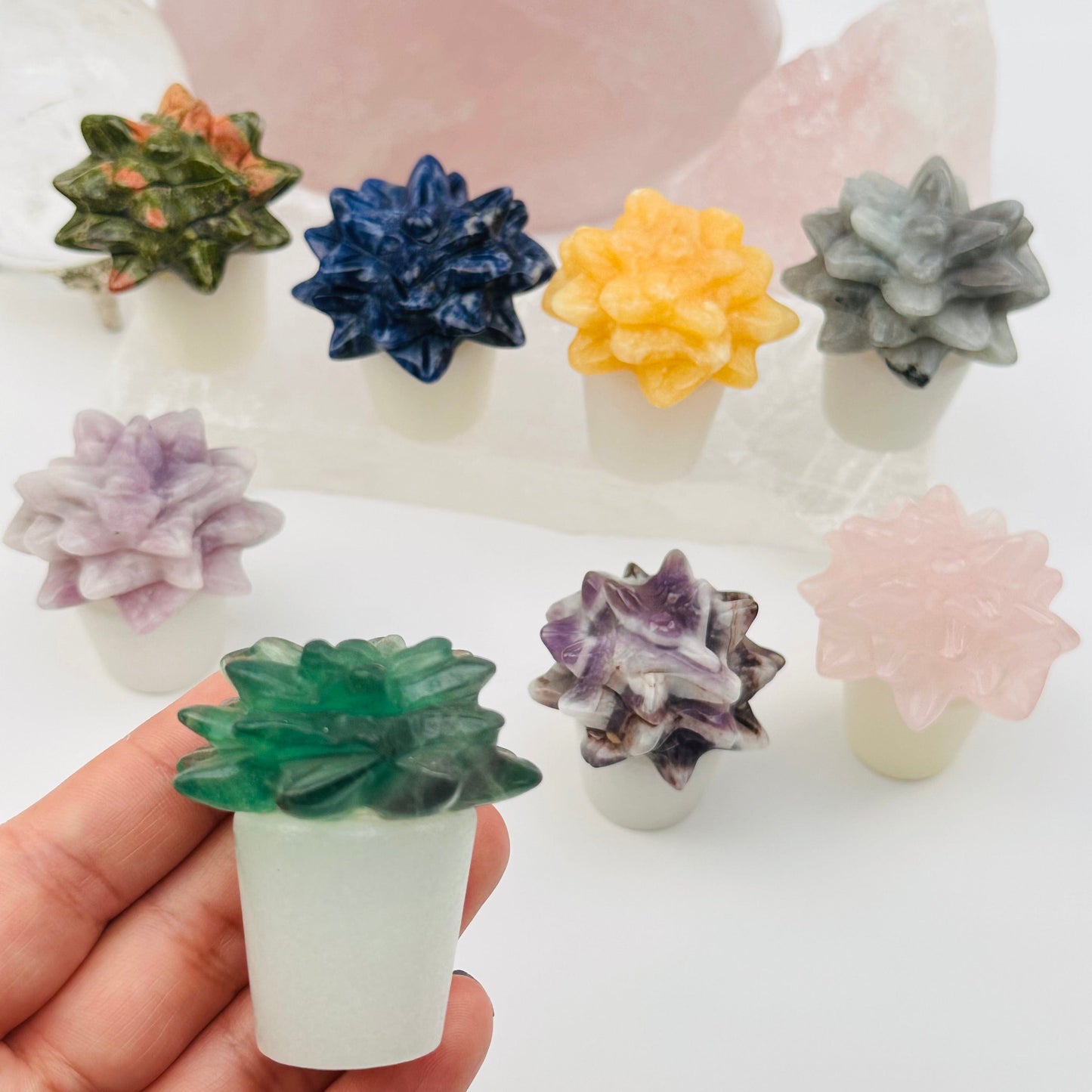 close up of the details on the crystal succulent plant in pot