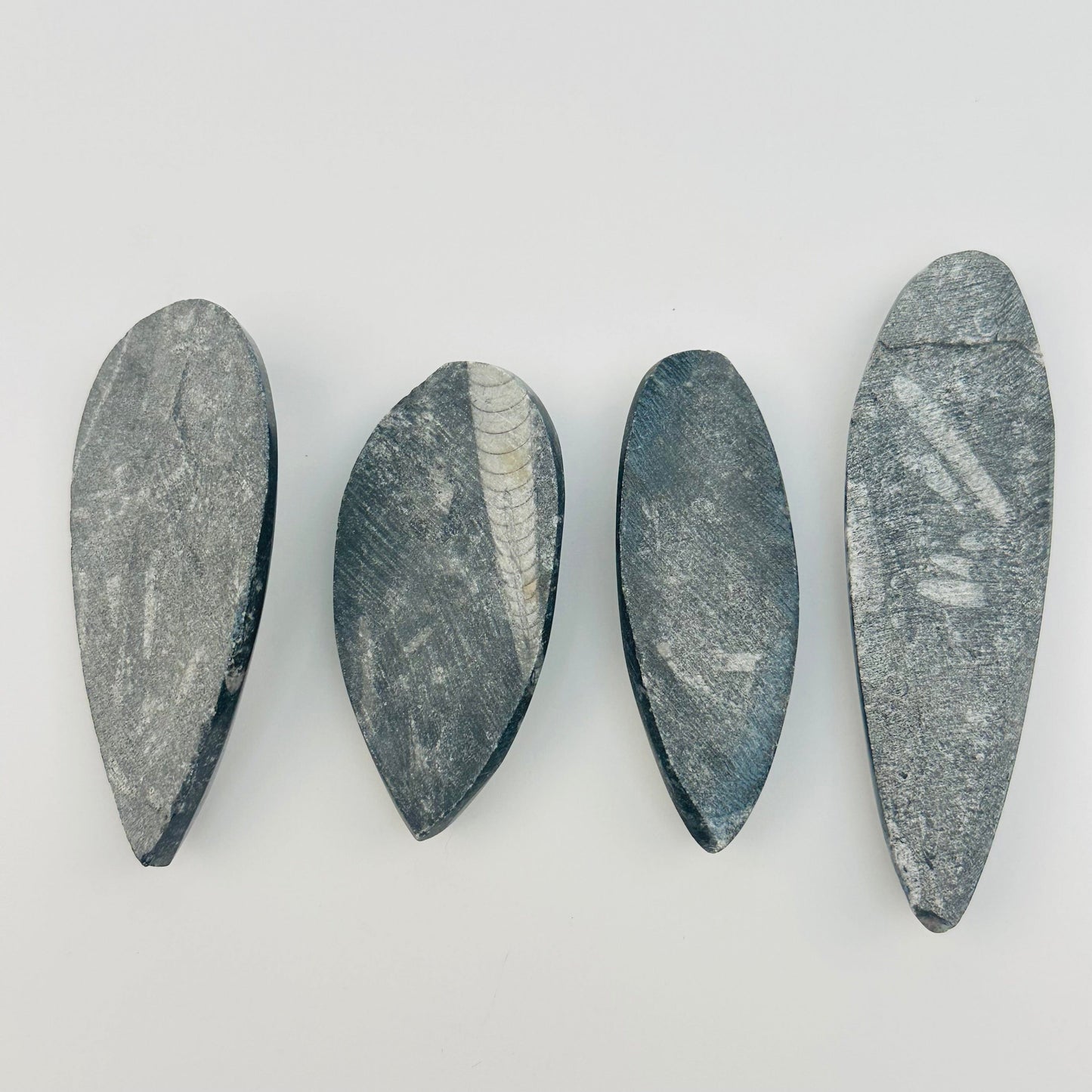 back side of the fossils 