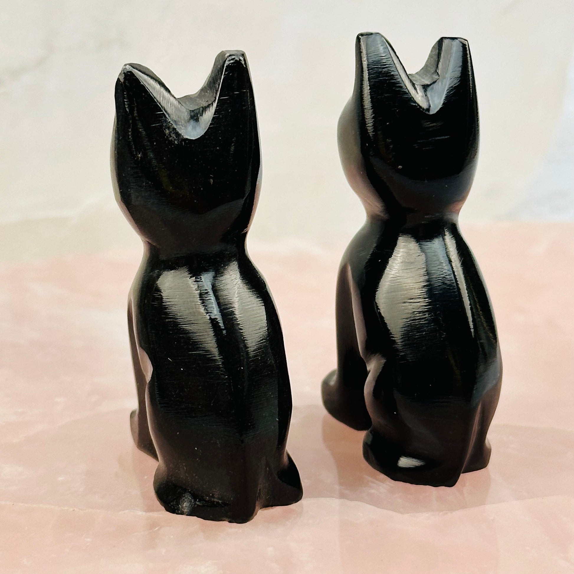 back side of the cats 