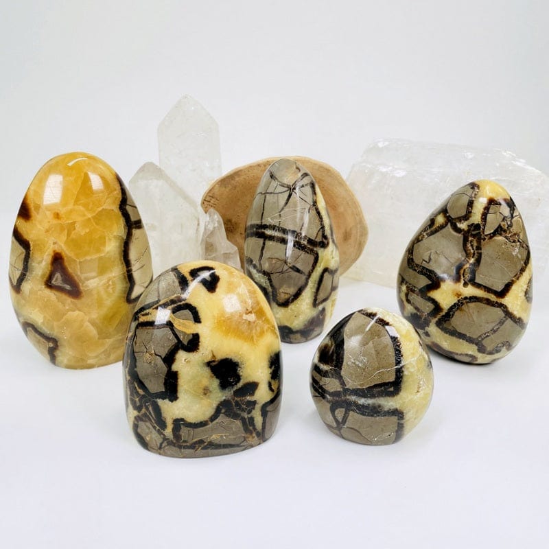 multiple septarian cut base stones displayed to show the differences in the sizes and color patterns 