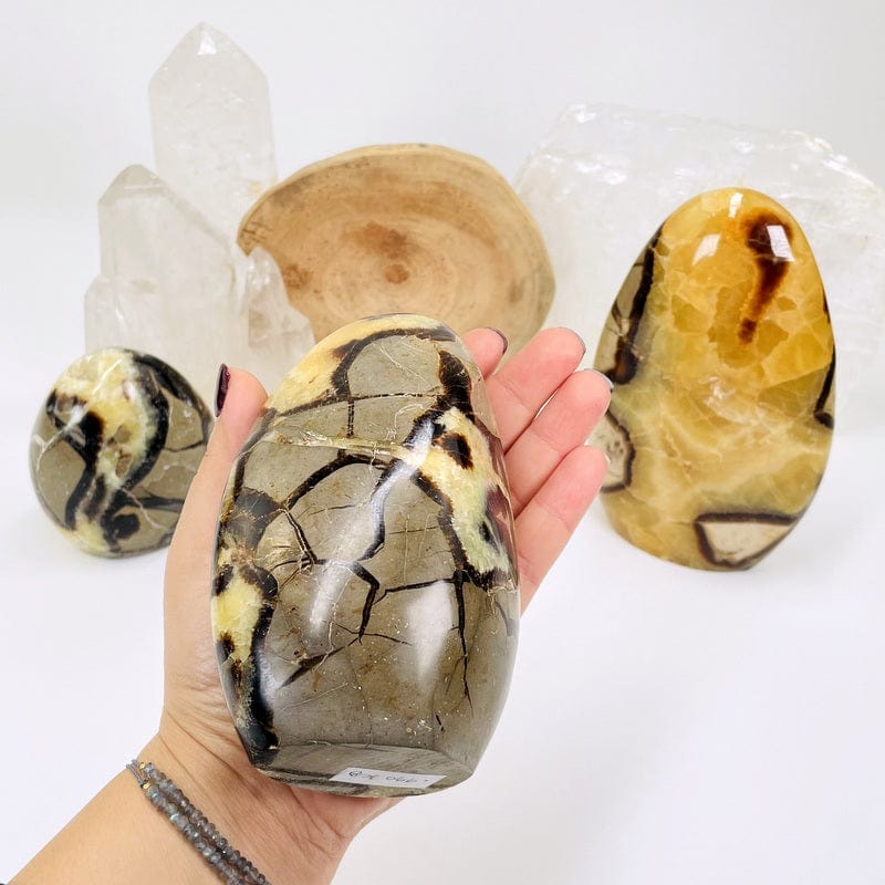 polished septarian cut base in hand for size reference 