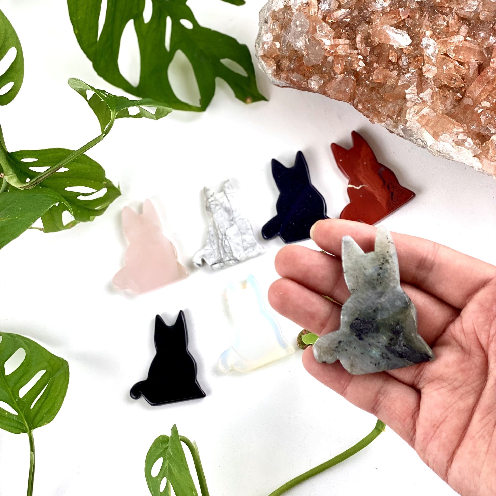 one labradorite cat in hand with other cats in background with a white backdrop