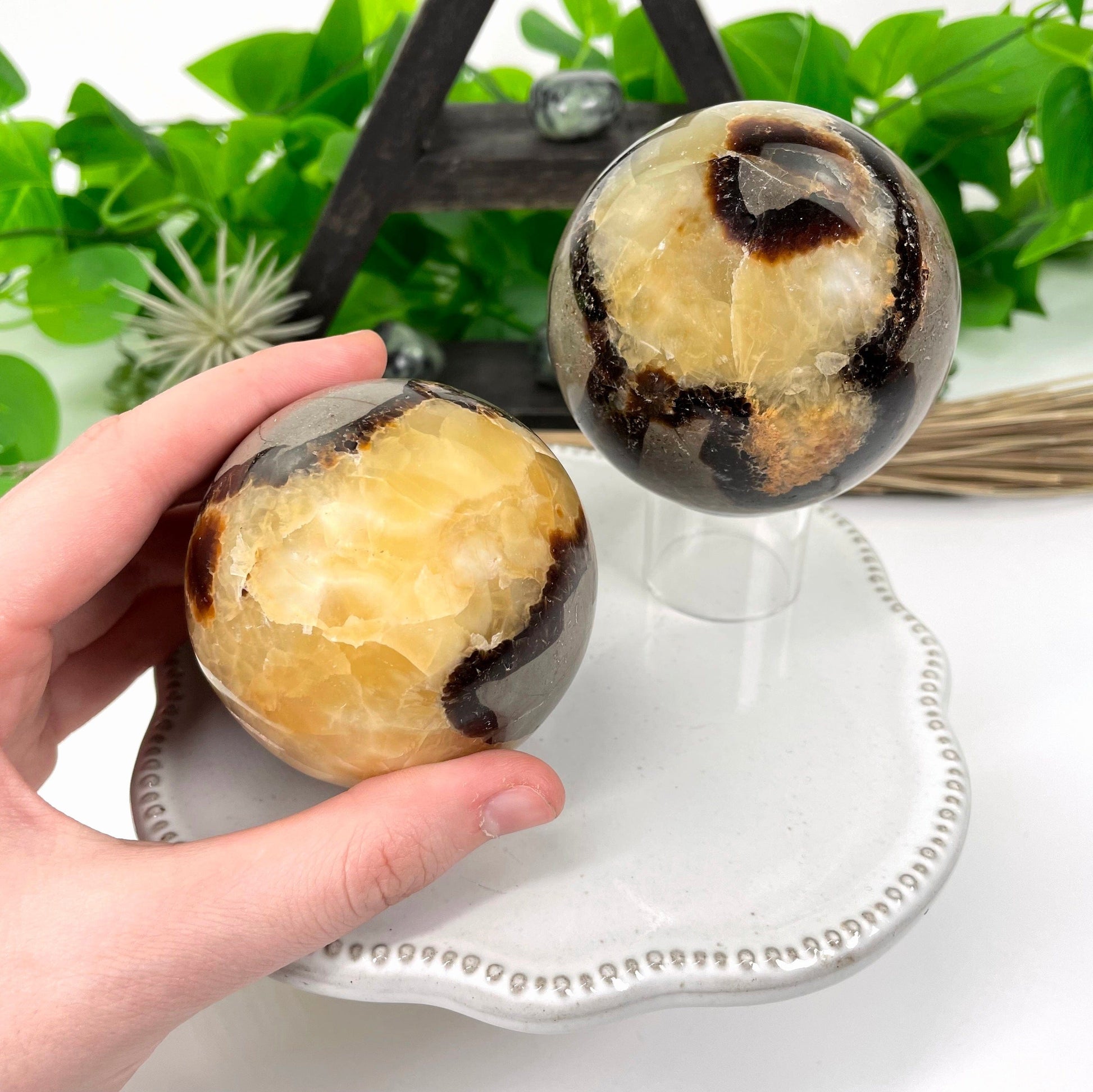 both septarian polished sphere weights on display for size comparison with one in hand for size reference