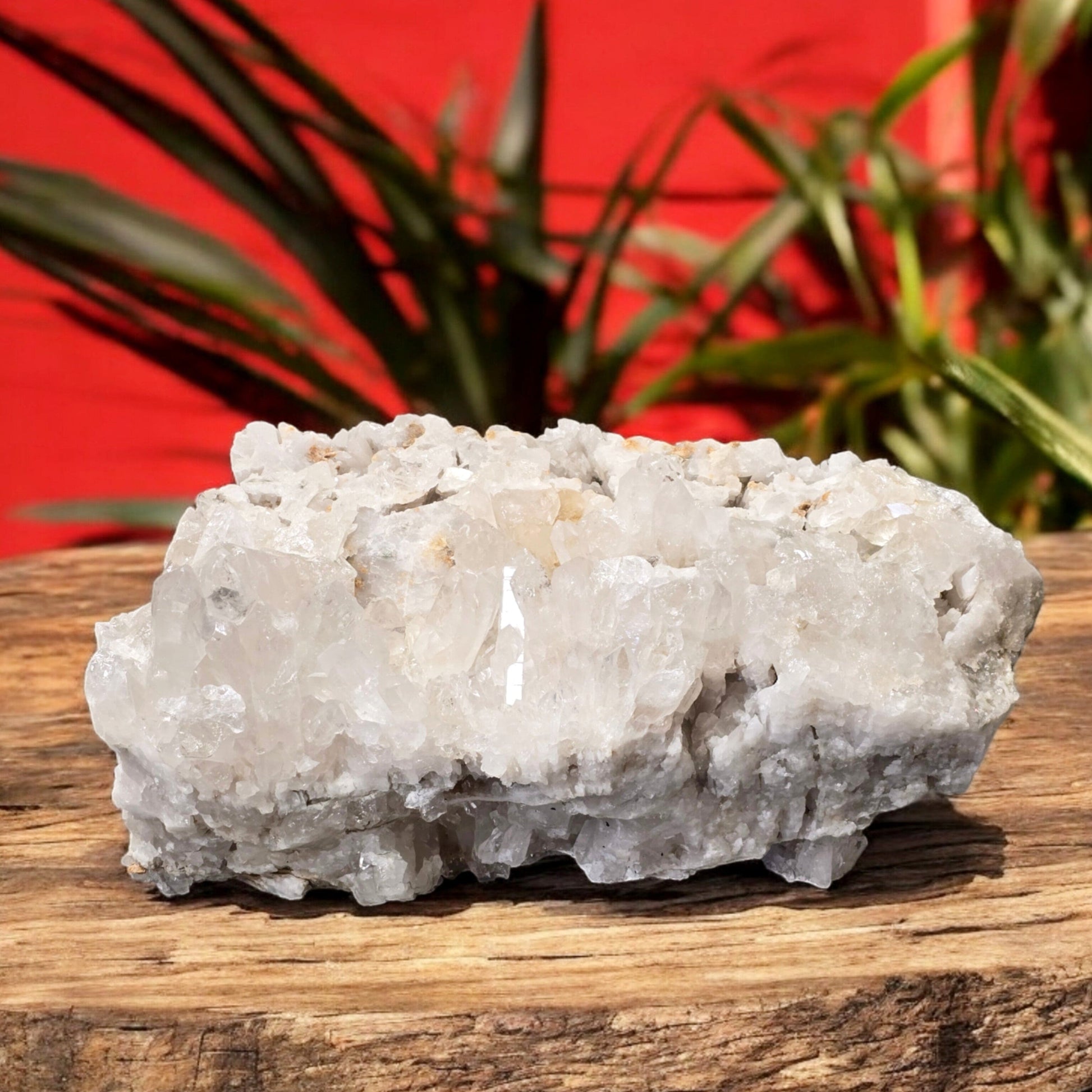 Giant Crystal Quartz Cluster #3 - on wooden table with red background and plants