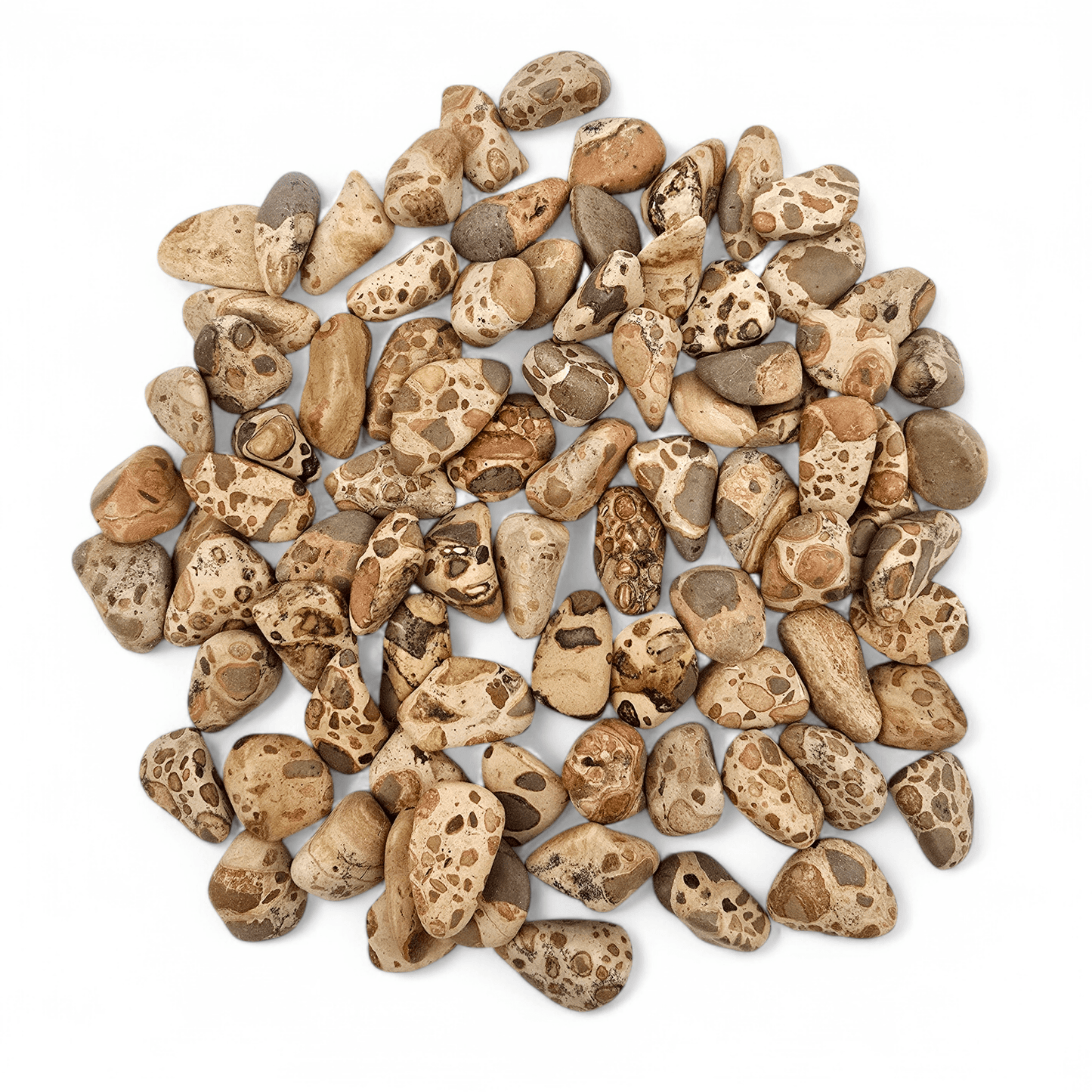 Leopard Skin Jasper Small Tumbled Stone - Tumbled Crystal - You Choose Quantity 1, 5, 10 many shown on white background 
