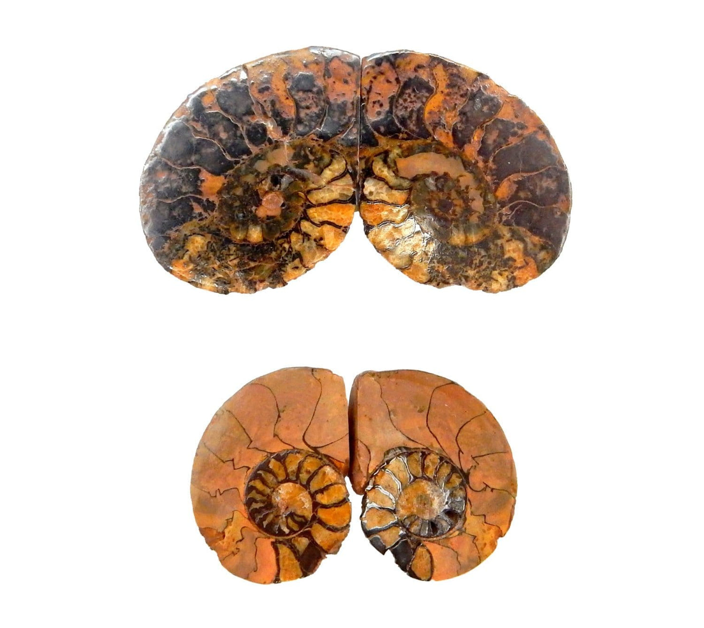 Two Hematite Ammonite Fossil Pairs pictured on a white surface.