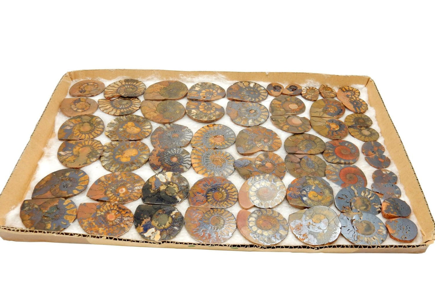 Various Hematite Ammonite Fossil Pairs laid out on a cardboard surface.