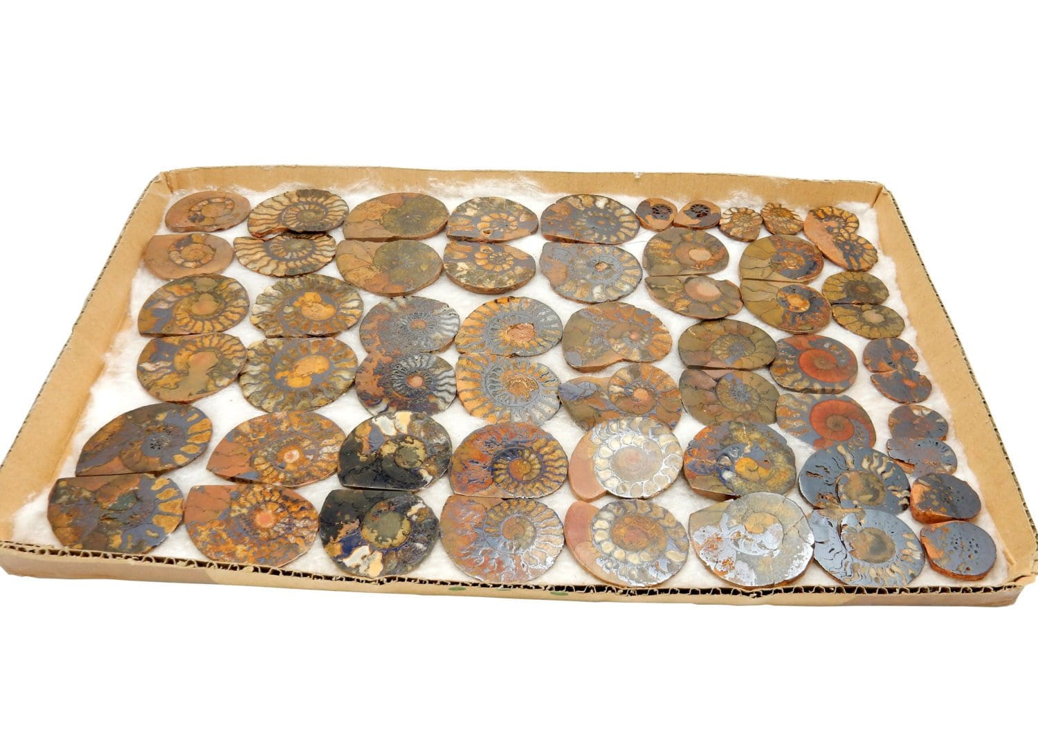 Various Hematite Ammonite Fossil Pairs laid out on a cardboard surface.