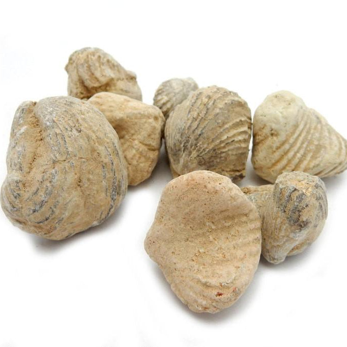 Gastropod Fossil Stones on a table