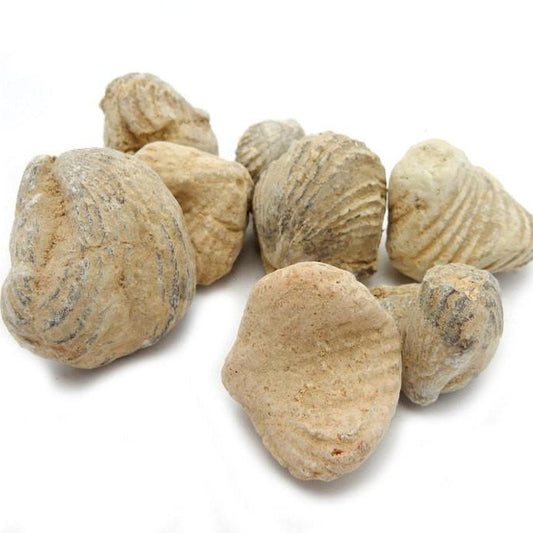 Gastropod Fossil Stones on a table