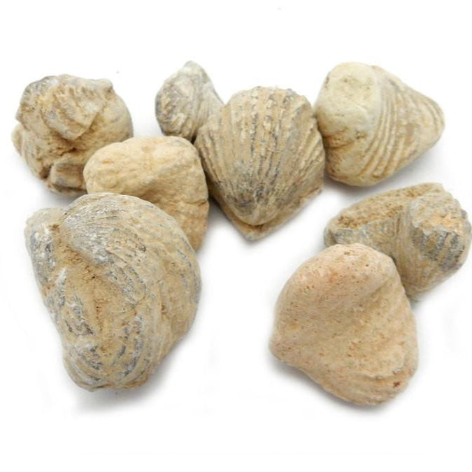 Gastropod Fossil Stones on a table