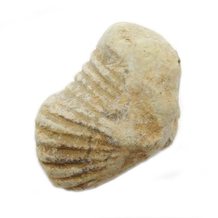 Gastropod Fossil Stone  close up