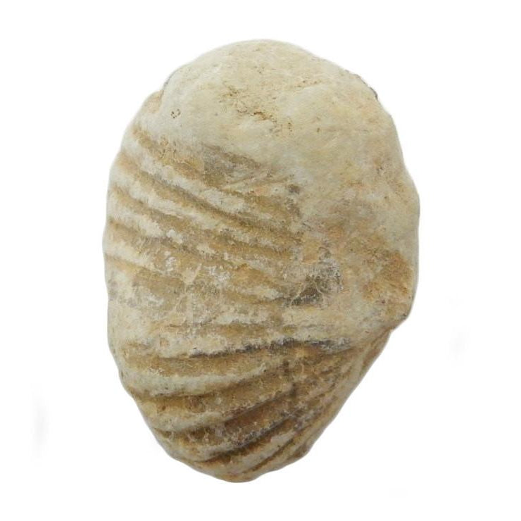 Gastropod Fossil Stone close up