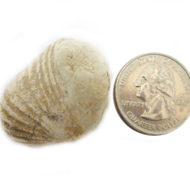 Gastropod Fossil Stone next to a quarter