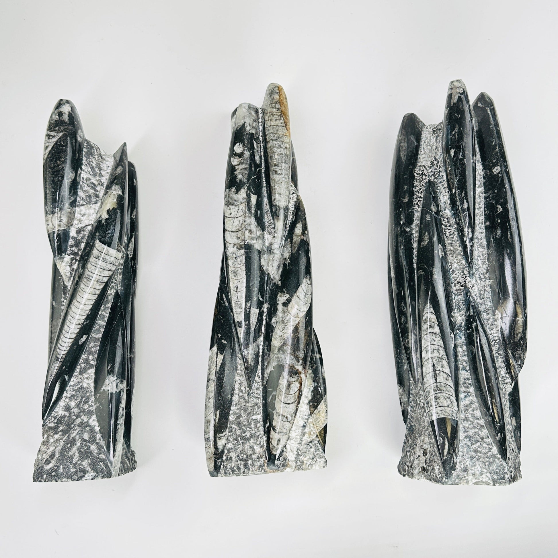 3 orthoceras towers on white background