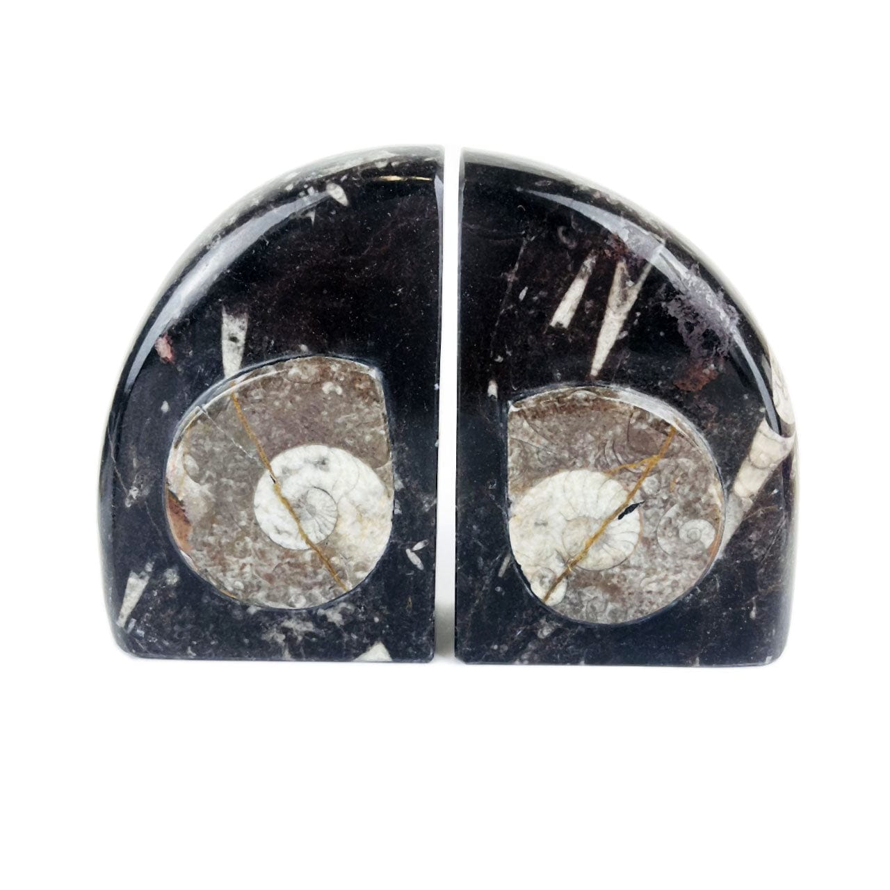 Ammonite Fossil Bookends up close, black with the rounded edges