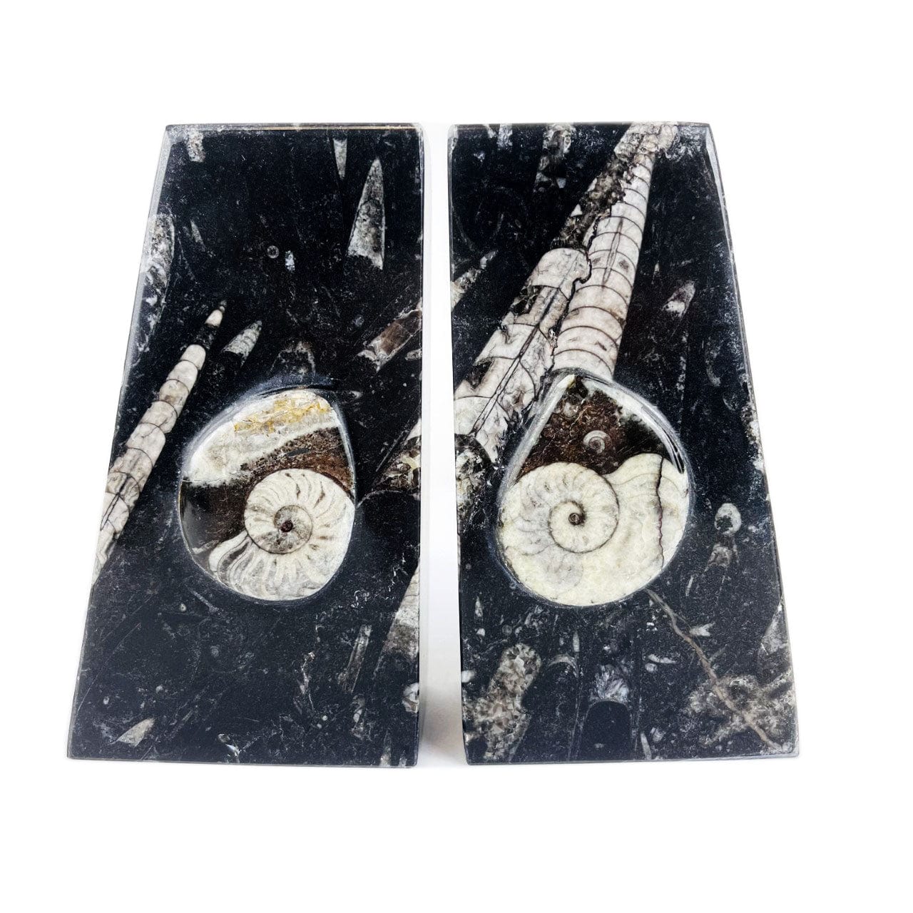 Orthoceras and Ammonite Fossil Bookends black with squared edges